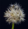 MERIT.....Cecily Jones